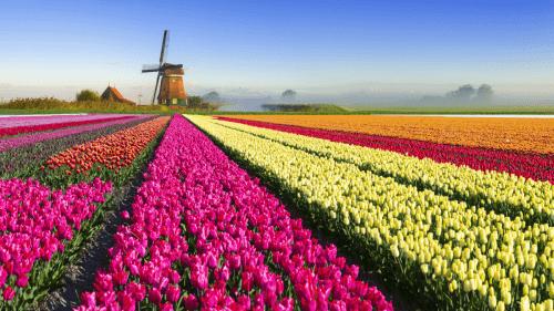 Amszterdam - tulipánvadászat!